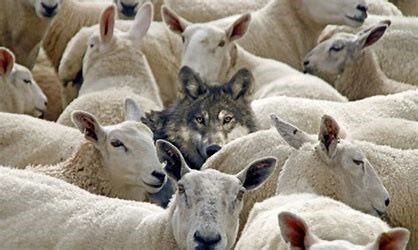 Wolf among a flock of sheep.